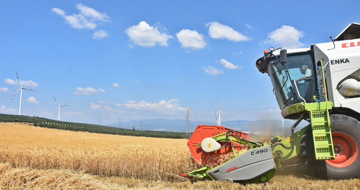 Akhisar Belediyesi 400 dönümlük arazisinde buğday hasadına başladı