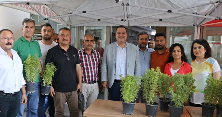 Akhisar Belediyesi kendi yetiştirdiği 5 bin fesleğeni halka dağıttı