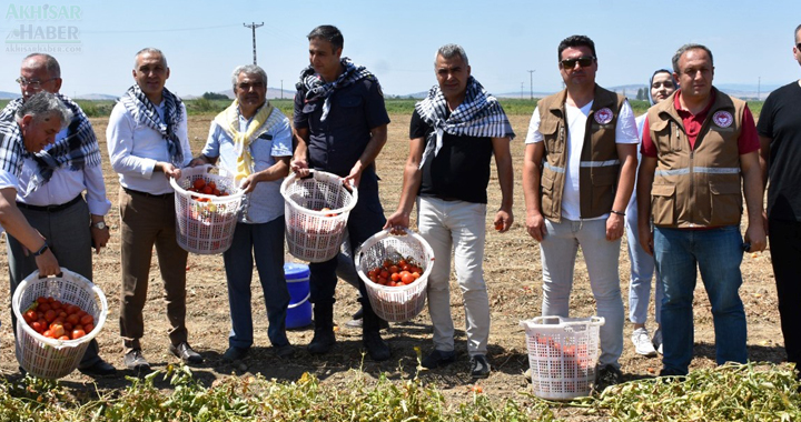 Akhisar’da domates hasat heyecanı yaşanıyor