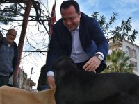 Başkan Dutlulu, sokak hayvanları için düğmeye bastı