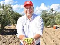 Başkan Dutlulu, belediyeye ait arazilerde zeytin hasadı yaptı
