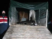Akhisar'da at ve eşek kesen 5 kişi suçüstü yakalandı