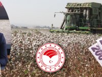 Akhisarlı pamuk üreticilerine karşılıksız 18 milyon TL destekleme