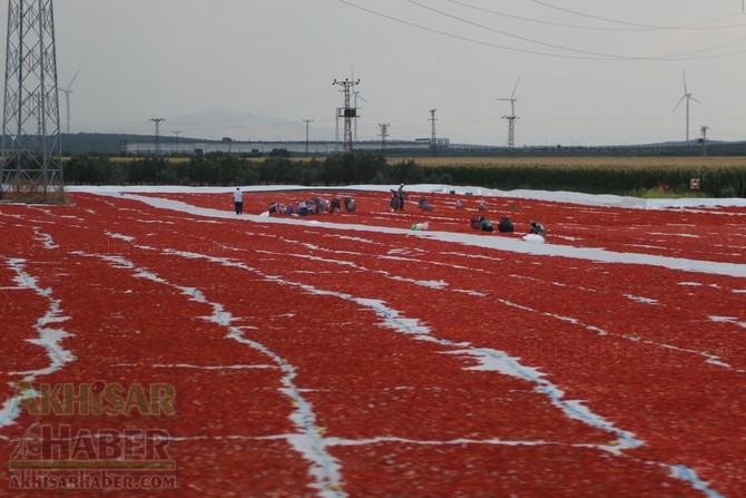 Akhisar'da domates kurutma sergisi 2