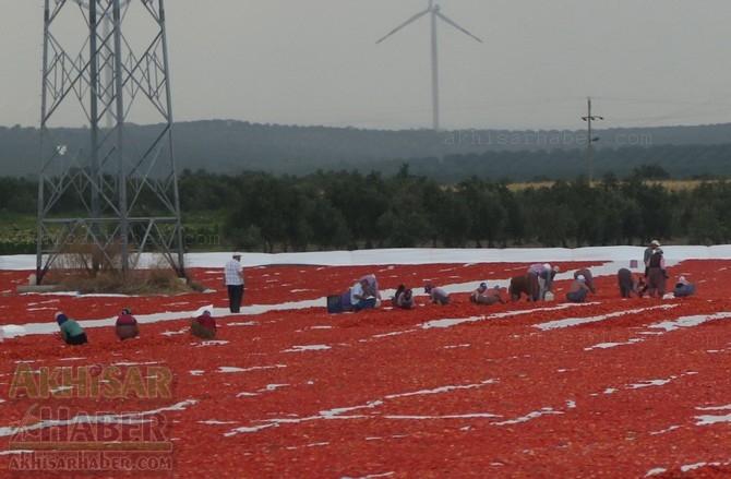 Akhisar'da domates kurutma sergisi 3