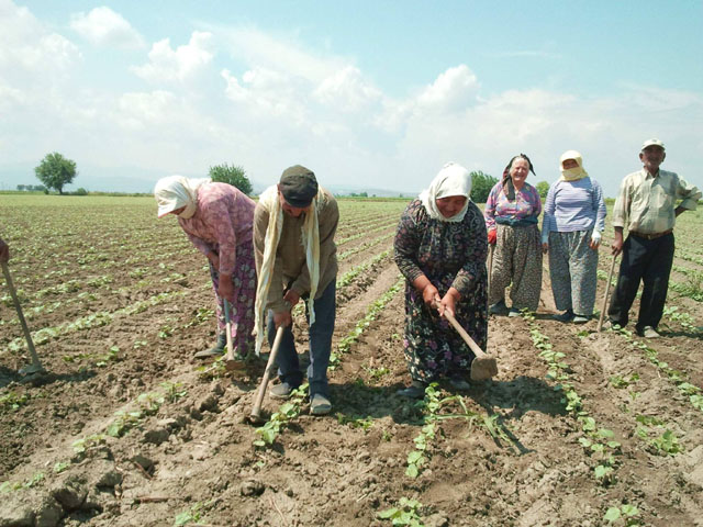 Tarımda Desteklemeler Açıklandı