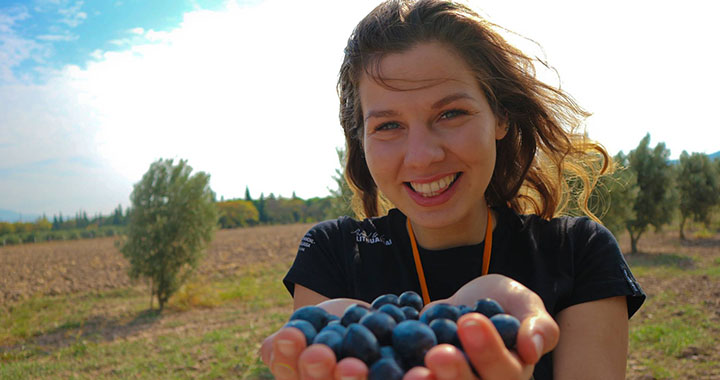 Avrupalı gençler Akhisar’da zeytin topladı