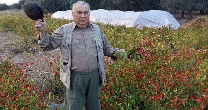 Biber üreticisi perişan ürün tarlada kaldı