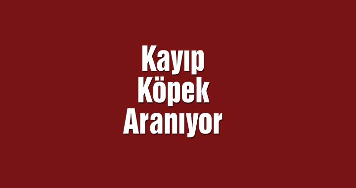 Kayıp Köpek Aranıyor