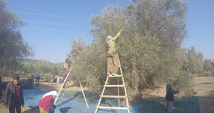 Zeytinlik maddesi tasarıdan çıkarılıyor