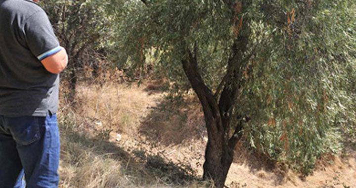 Zeytinliova’da zeytin ağacına asarak intihar etti