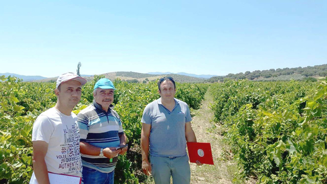 Bağlarda rekolte tahmin çalışmaları tamamlandı