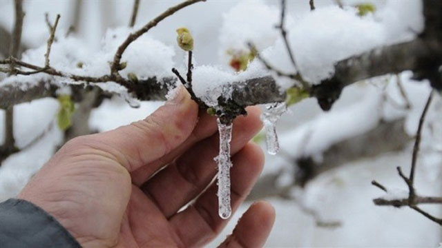 Meteoroloji’den zirai don uyarısı!