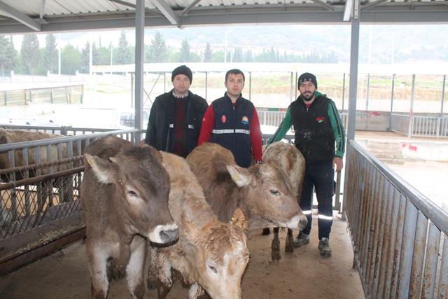 Genç Çiftçilere, proje kapsamında büyükbaş hayvan teslimi yapıldı