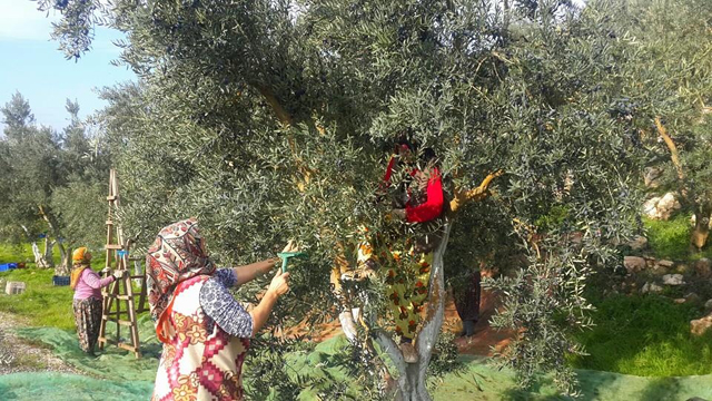 Zeytin toplama ücretleri açıklandı