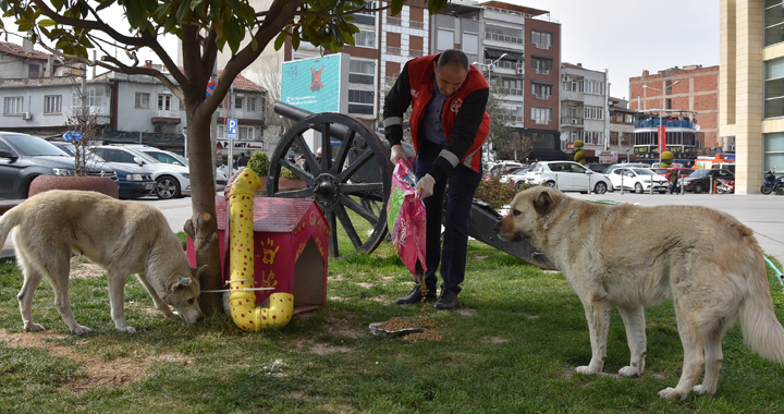 Akhisar Belediyesi sokak hayvanlarını unutmadı