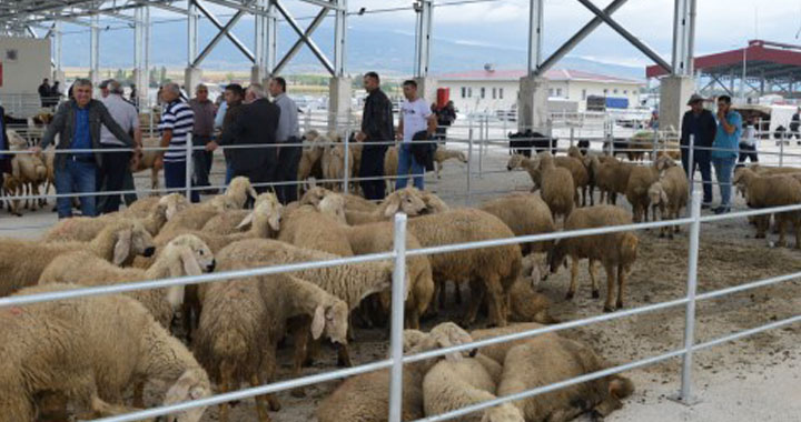 Akhisar’daki hayvan pazarları açılıyor işte alınan tedbirler