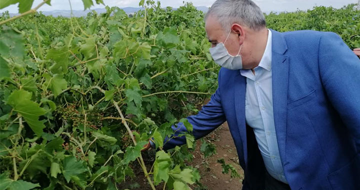 Bakırlıoğlu dolunun vurduğu bağları inceledi