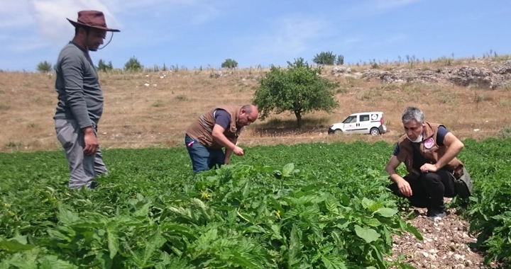 İlçe Tarım Müdürlüğü, sebze üreticilerini yalnız bırakmıyor