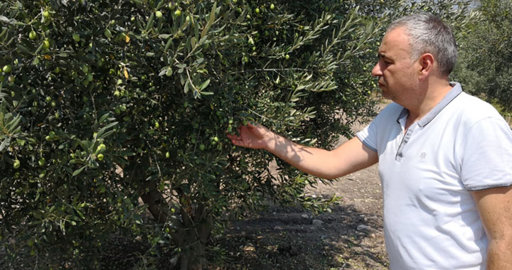 Bakırlıoğlu Zeytin Leprası hastalığına dikkat çekti