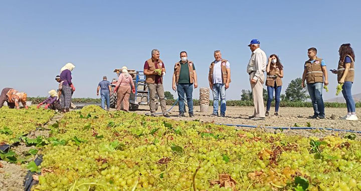 İlçe Tarım Müdürlüğü’nden üzüm hasadı yapan çiftçilere ziyaret
