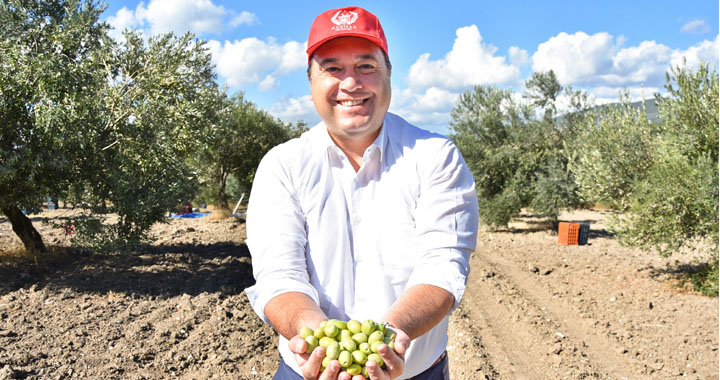 Başkan Dutlulu, belediyeye ait arazilerde zeytin hasadı yaptı