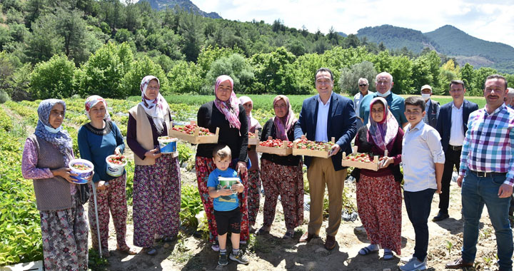 Akhisar Belediyesi destekledi, kadın çiftçiler çilek üretti