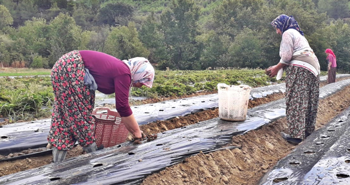 Akhisar Belediyesi’nin hibe ettiği 200 bin çilek fidesi toprakla buluştu