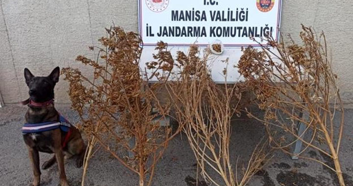 Akhisar'da toprağa gömülü 1 kilo 650 gram esrar ele geçirildi