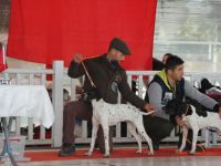Uğur Leylek, 3 köpeği ile İzmir'de 7 derece elde etti