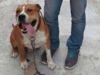 Akhisar'da Boxer Cinsi Bir Köpek, Bıçaklanarak Öldürüldü