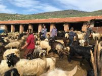 2016 yılı anaç koyun keçi desteklemesi ödemeleri başlıyor