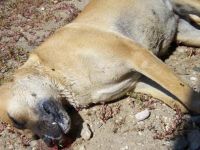 Akhisar ilçesinde köpek ve kedileri zehirleyerek öldürdüler