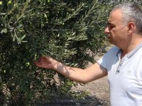 CHP Manisa Milletvekili Ahmet Vehbi Bakırlıoğlu, çiftçinin zararı karşılanmalıdır