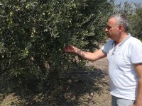 Bakırlıoğlu; Suriye’den getirilen zeytinyağı, fiyatları düşürdü