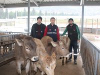 Genç Çiftçilere, proje kapsamında büyükbaş hayvan teslimi yapıldı