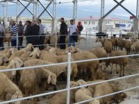 Akhisar’daki hayvan pazarları açılıyor işte alınan tedbirler