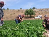 İlçe Tarım Müdürlüğü, sebze üreticilerini yalnız bırakmıyor
