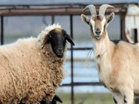 Anaç Koyun-Keçi Desteği Ödemeleri Bugün Başlıyor