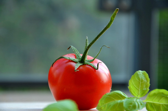 basil-tomato-vegetable-8082.jpg