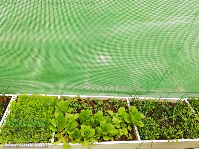okulda-sera-greenhouse-at-school-(4).jpg