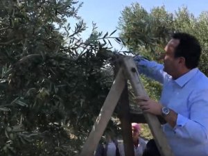 Akhisar Belediye Başkanı Besim Dutlulu, halkla birlikte zeytin topladı