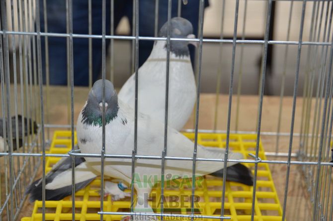 Birbirinden Güzel Güvercinler Akhisar’da Yarıştı