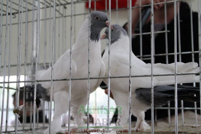 Birbirinden Güzel Güvercinler Akhisar’da Yarıştı